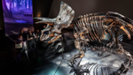 Home of Dinosaurs Tour