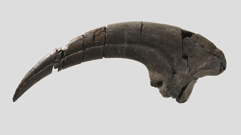 The fossilised claw of a carnivorous (meat-eating) dinosaur