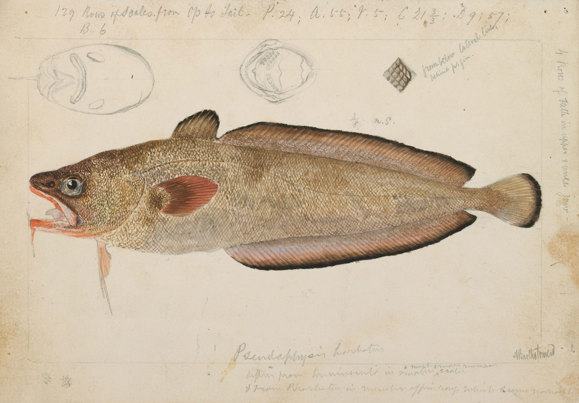Australian Red Cod, Pseudophycis palmata, by Arthur Bartholomew. Pencil, watercolour, lithographic ink, Indian ink illustration on paper