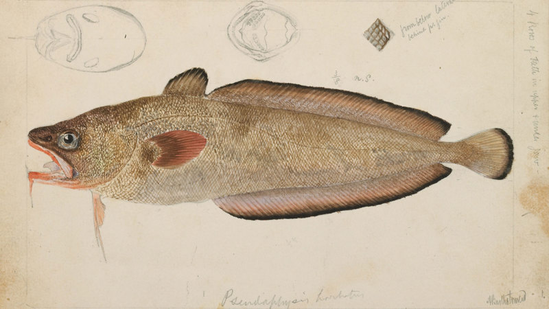Australian Red Cod, Pseudophycis palmata, by Arthur Bartholomew. Pencil, watercolour, lithographic ink, Indian ink illustration on paper