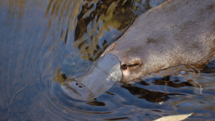 Platypus in the water
