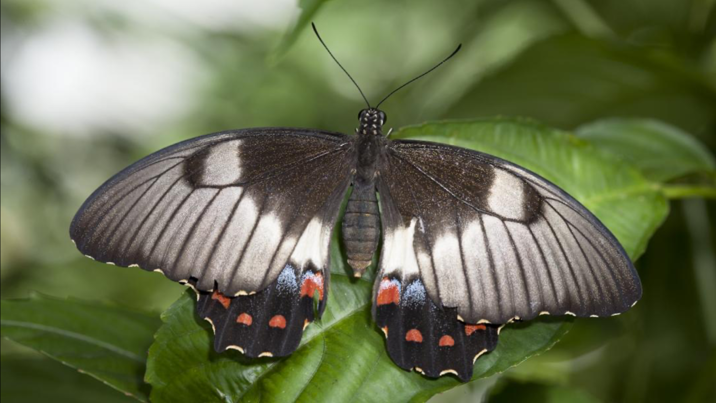 A black butterfly with red spots on lower wings.