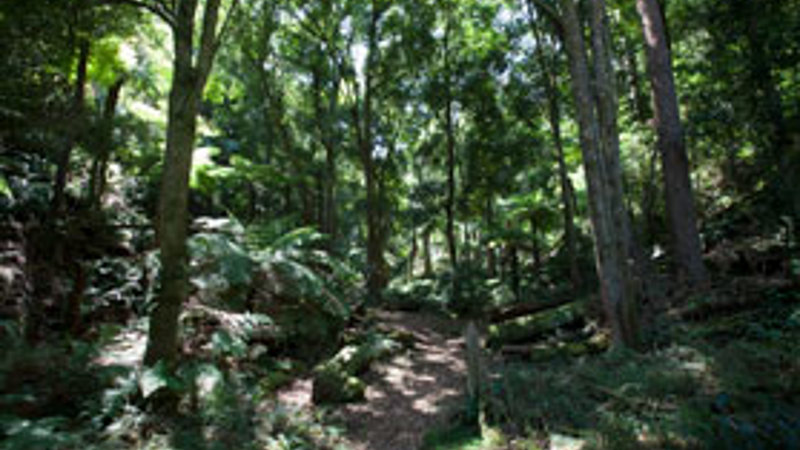 A beautiful lush rainforest