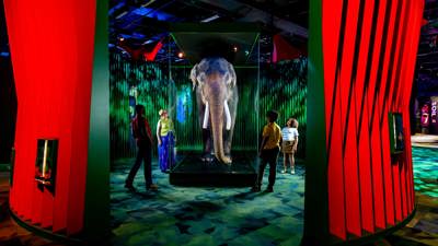 Four people stand around looking at a taxidermied lifesize elephant.
