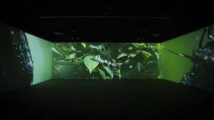 Metamorphosis in the Learning Lab at Melbourne Museum