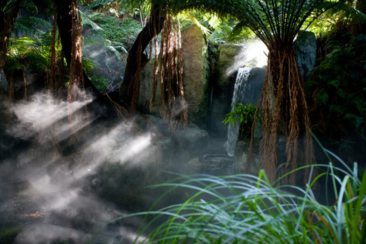Mist through the trees of the forest gallery.