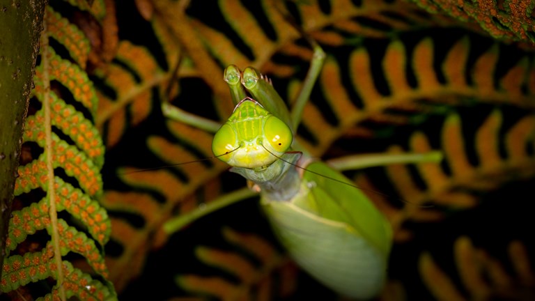 an upside down praying mantis posing