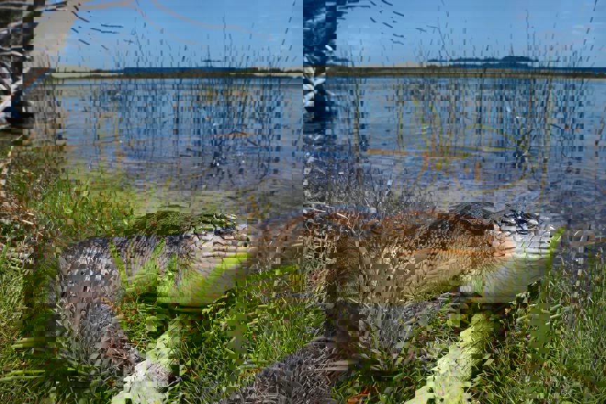 A lizard crouched next to a lake