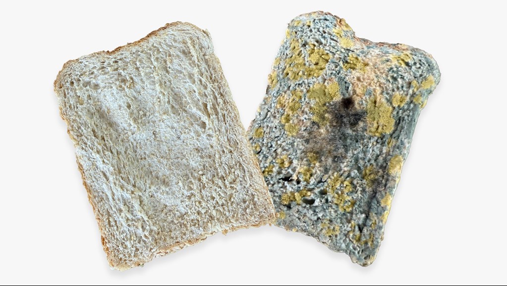 A fresh piece of bread next to a slice that is covered in green and yellow mould