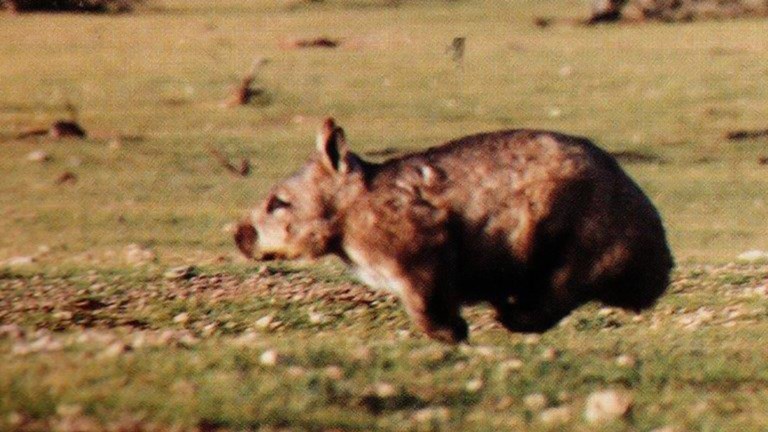 a wombat running with all four legs off the ground 