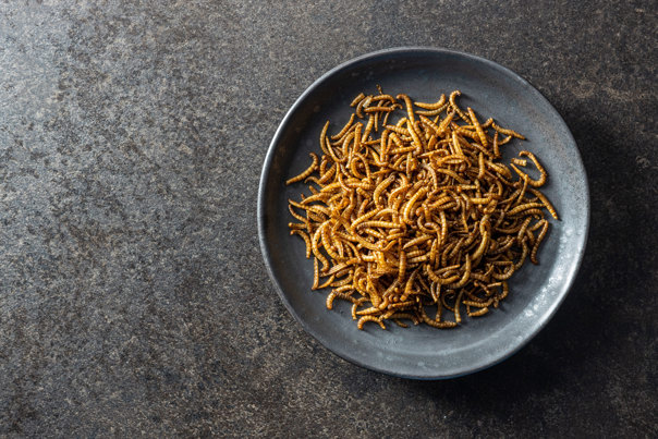 Roast mealworms on a grey plate on dark grey bench top. Photographed from above.