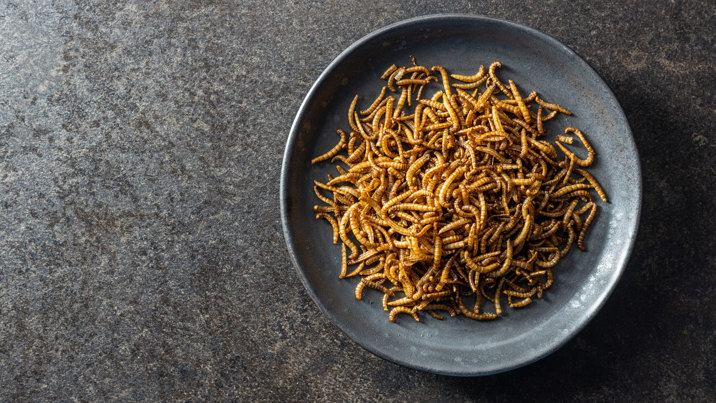 Roast mealworms on a grey plate on dark grey bench top. Photographed from above.