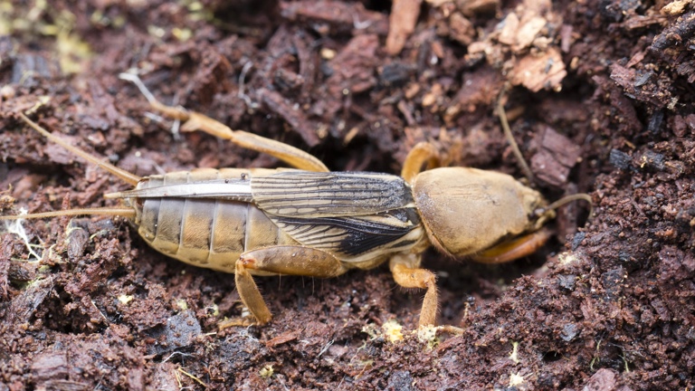 Close up of yellow and brown cricket on ground.