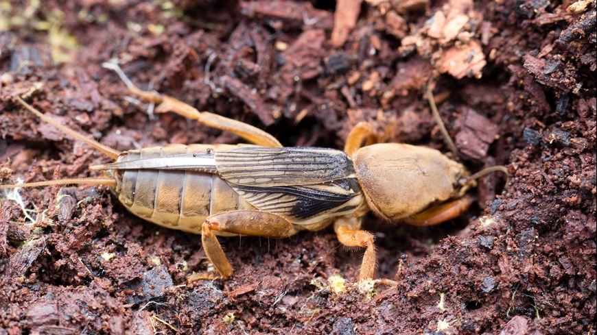 Close up of yellow and brown cricket on ground. 