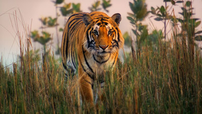 A tiger walking through long grass